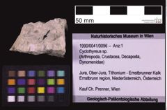 Foto (Objekt + Etiketten) von Cyclothyreus sp. (NHMW-GEO-1990-0041-0096)